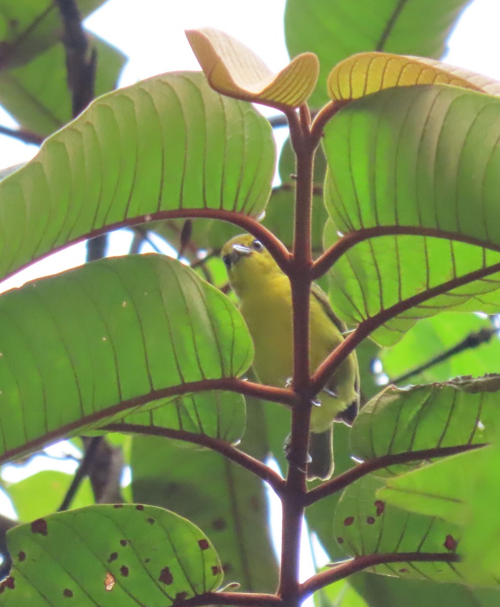 Black-and-yellow Tanager - ML647884395