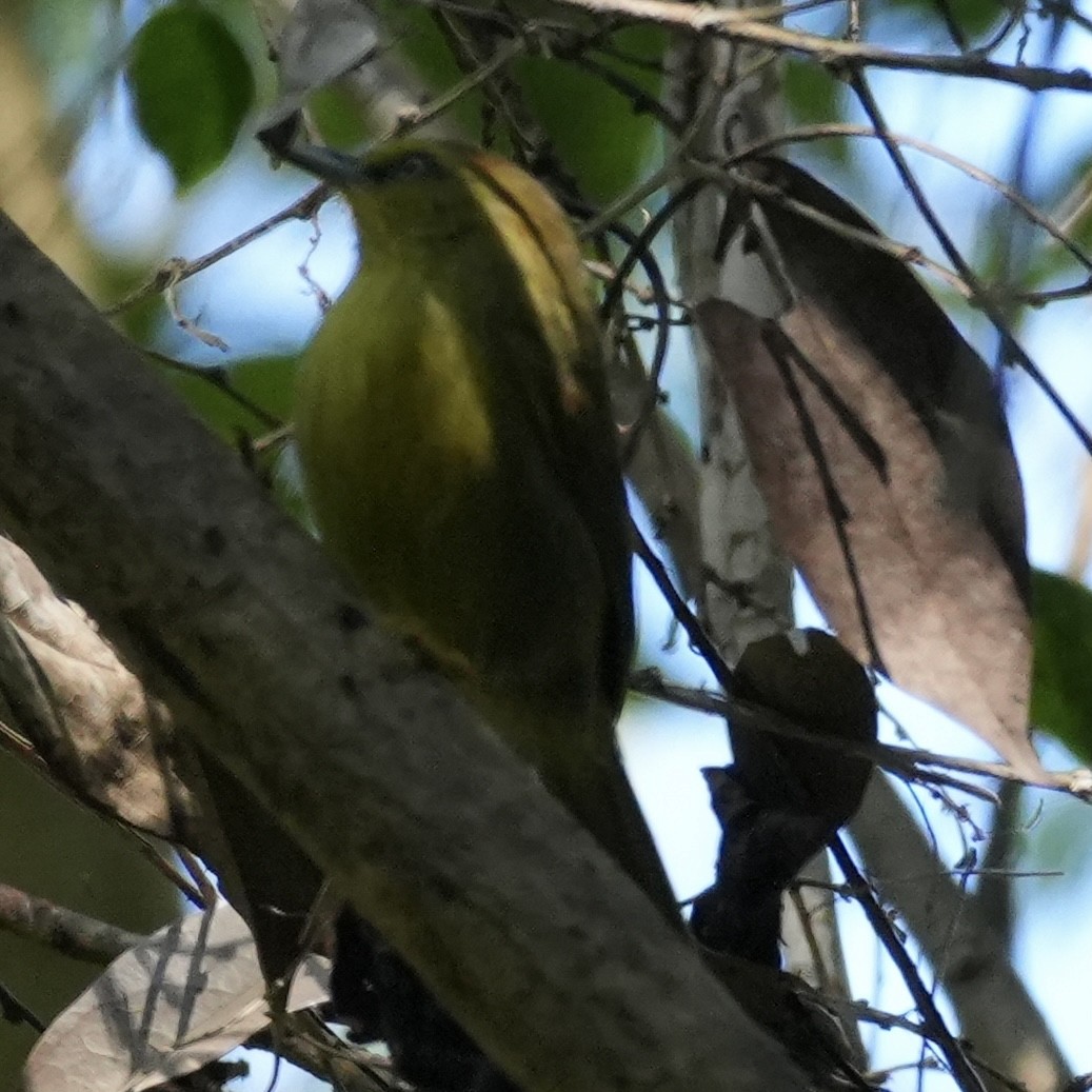 Pin-striped Tit-Babbler - ML647884396