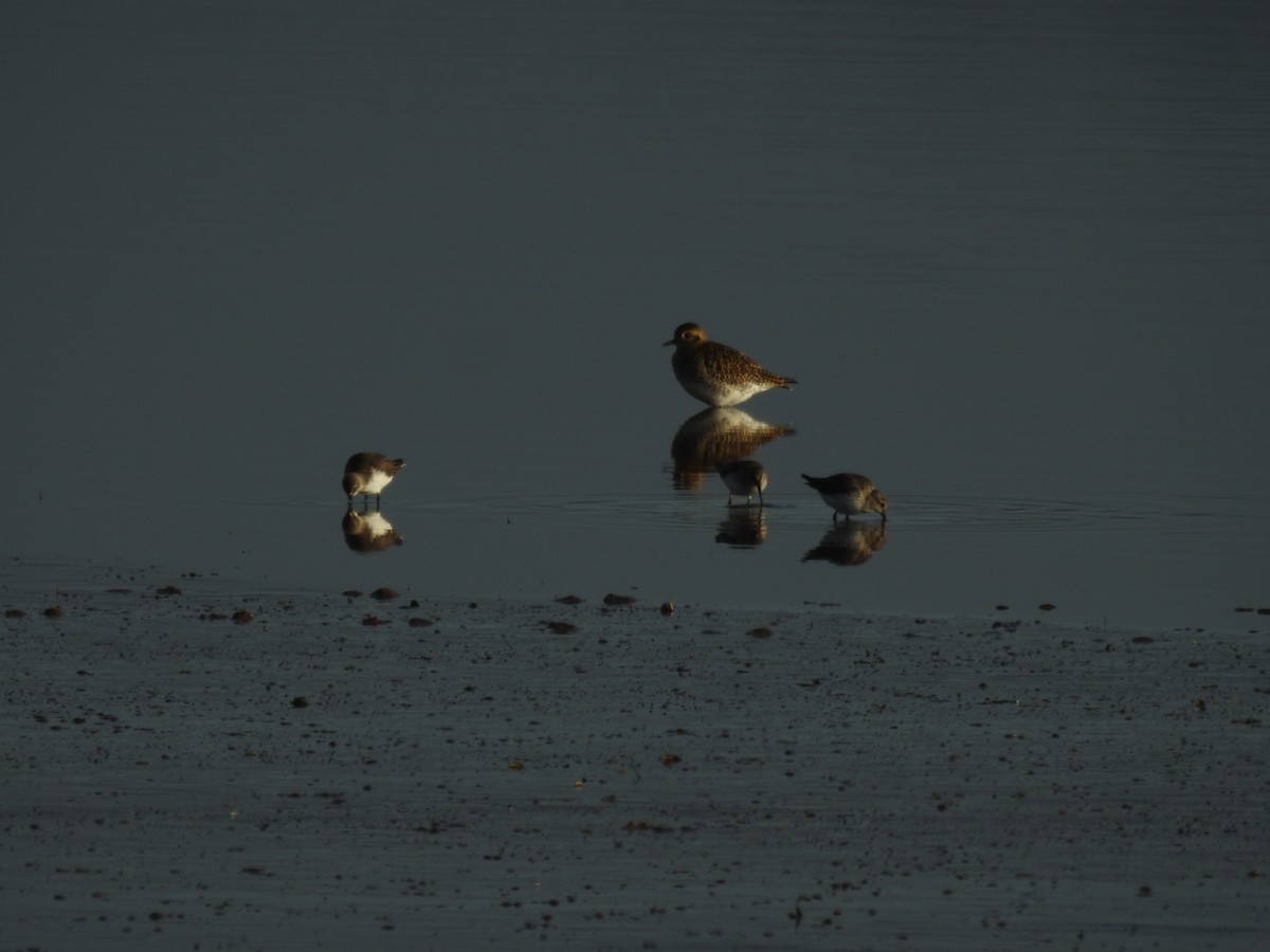 Urre-txirri europarra - ML647884397