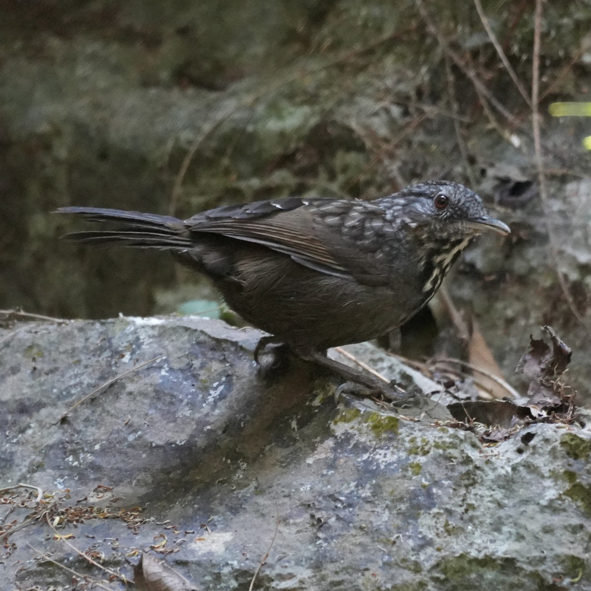 Annam Limestone Babbler - ML647884398