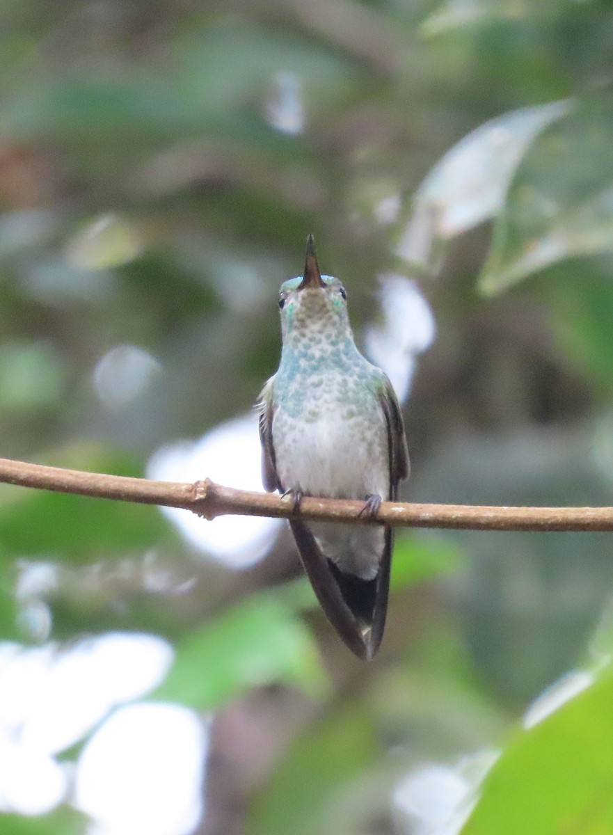 Blue-chested Hummingbird - ML647884399