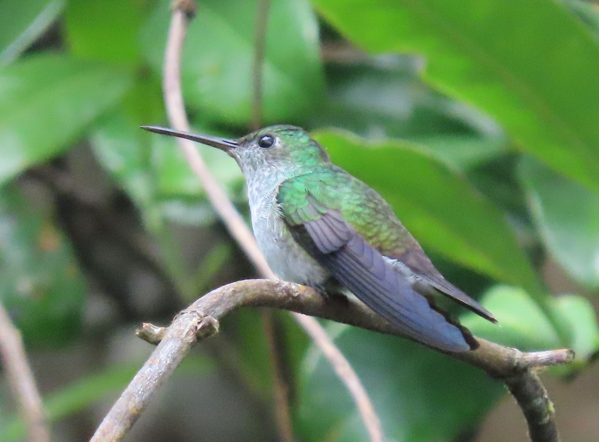 Blue-chested Hummingbird - ML647884400