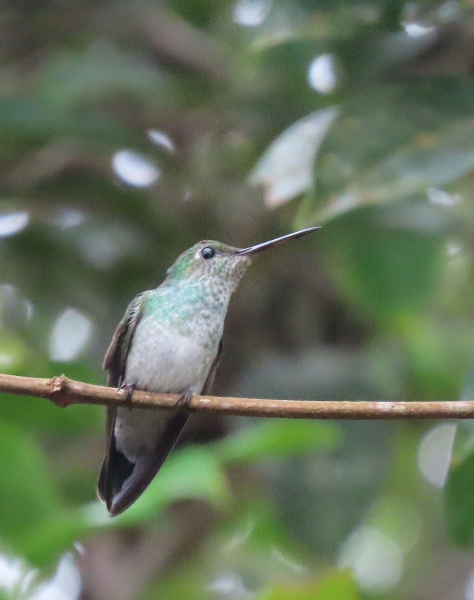 Blue-chested Hummingbird - ML647884401