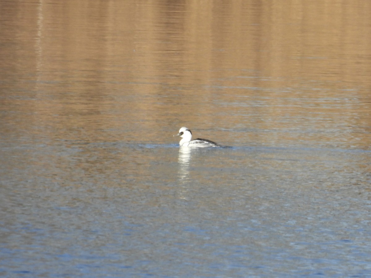 מרגון גמדי - ML647884425