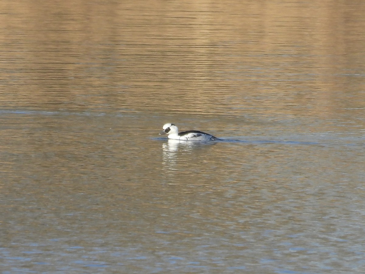 מרגון גמדי - ML647884426