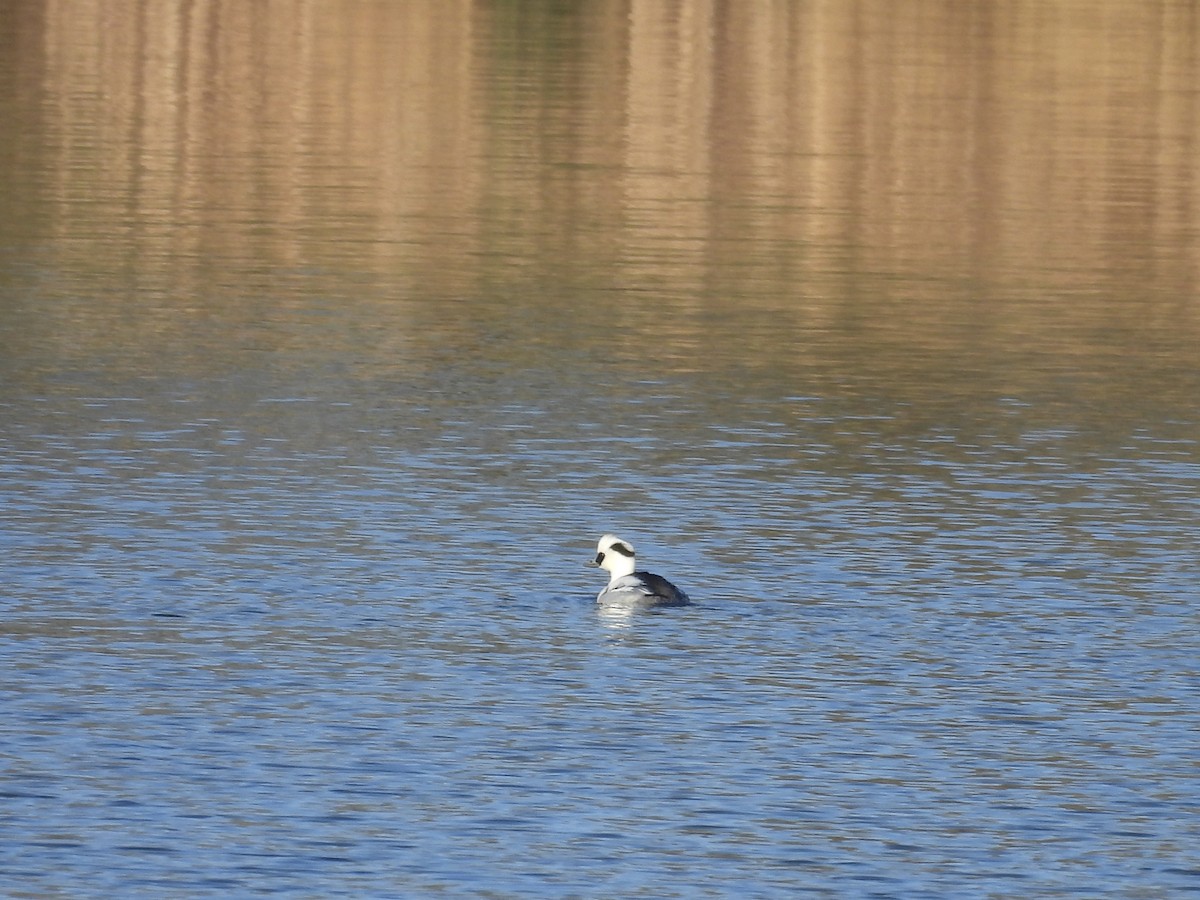 מרגון גמדי - ML647884427