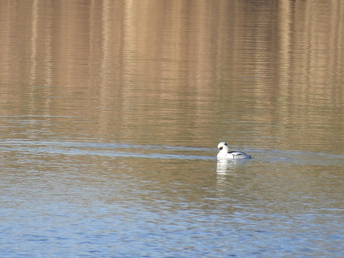 מרגון גמדי - ML647884428