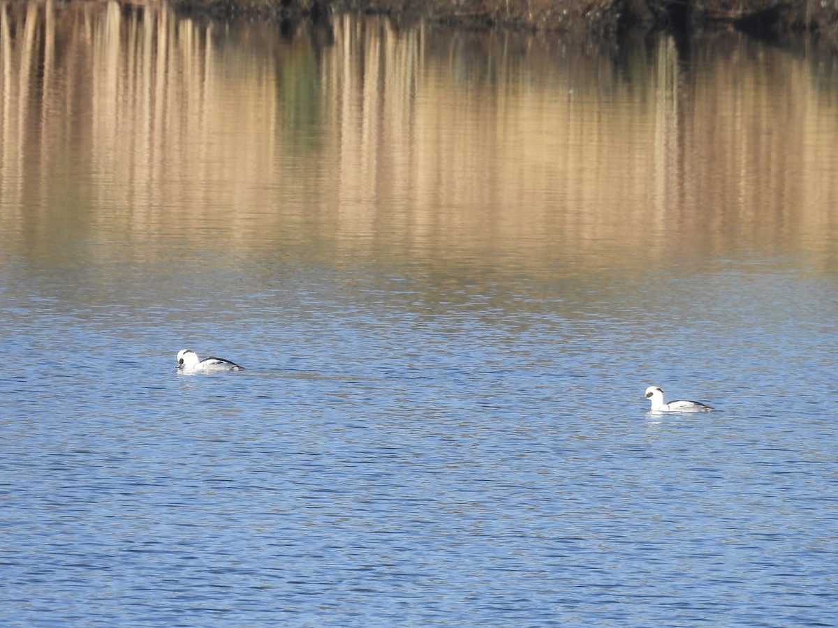 מרגון גמדי - ML647884429