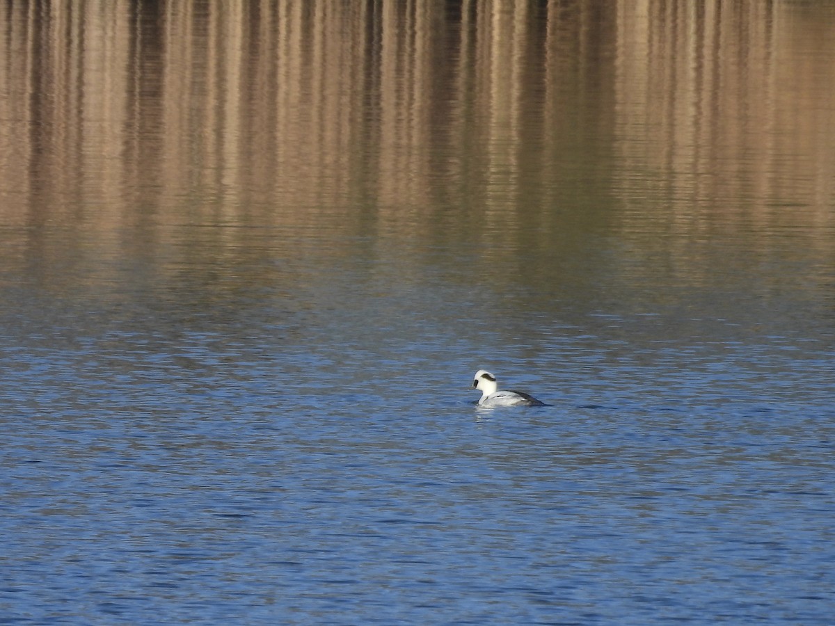 מרגון גמדי - ML647884430