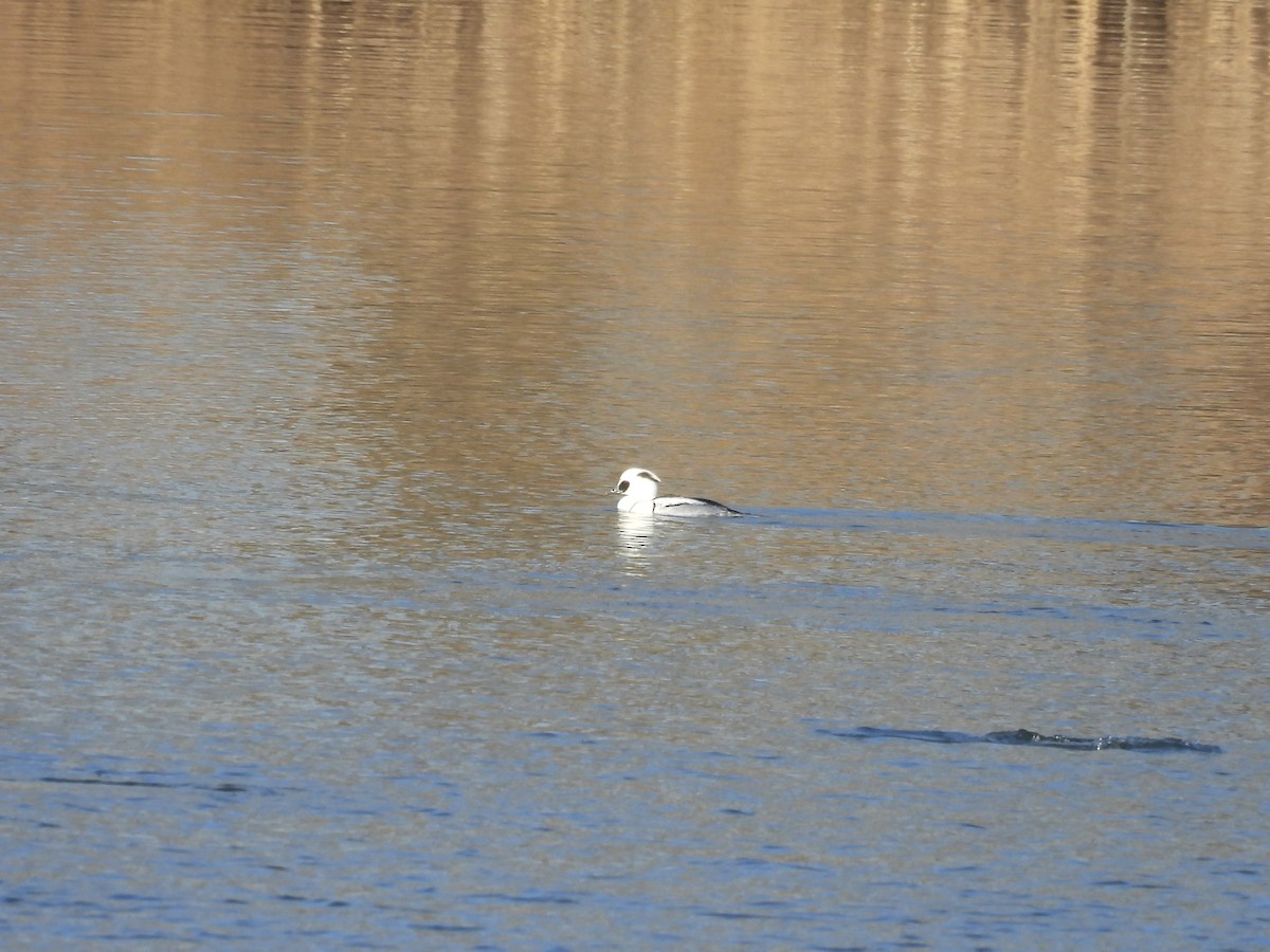 מרגון גמדי - ML647884431