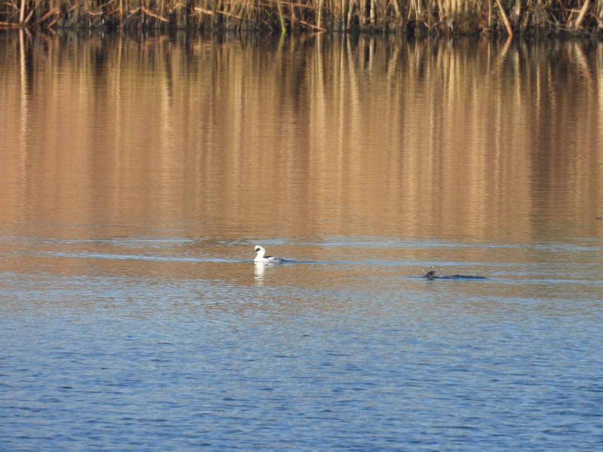 מרגון גמדי - ML647884432