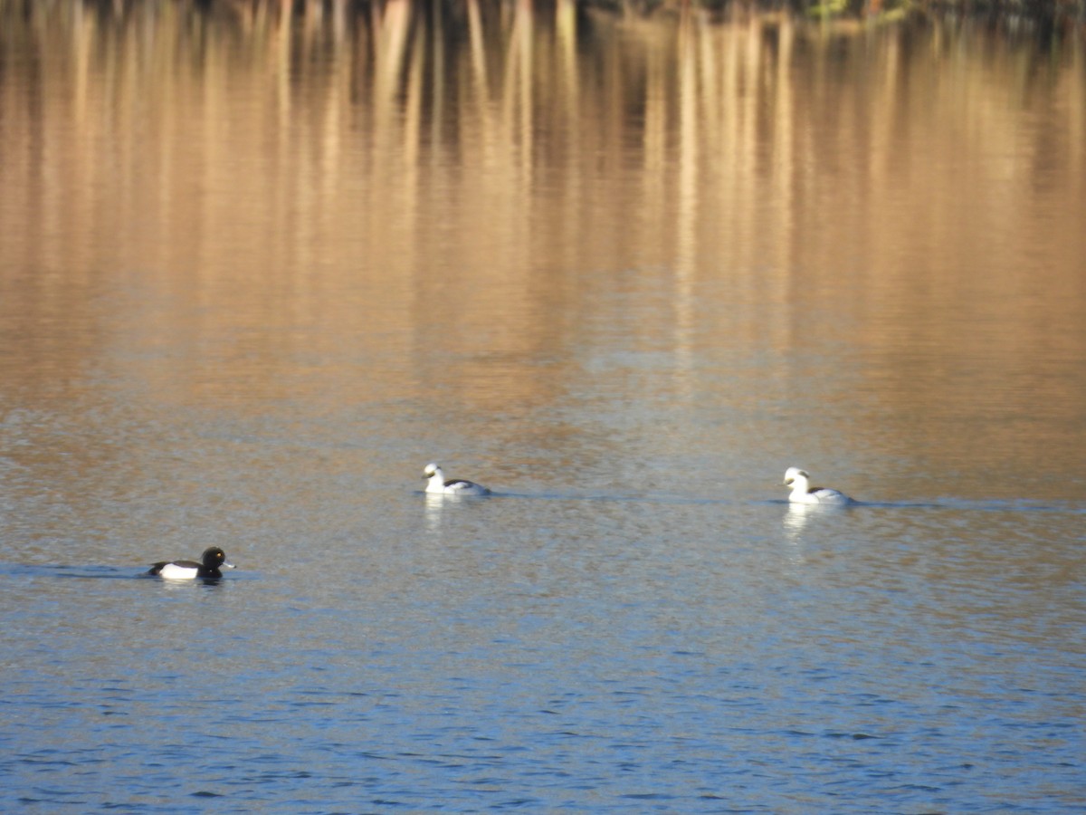 מרגון גמדי - ML647884433