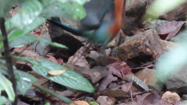 Rufous Motmot - ML647884449