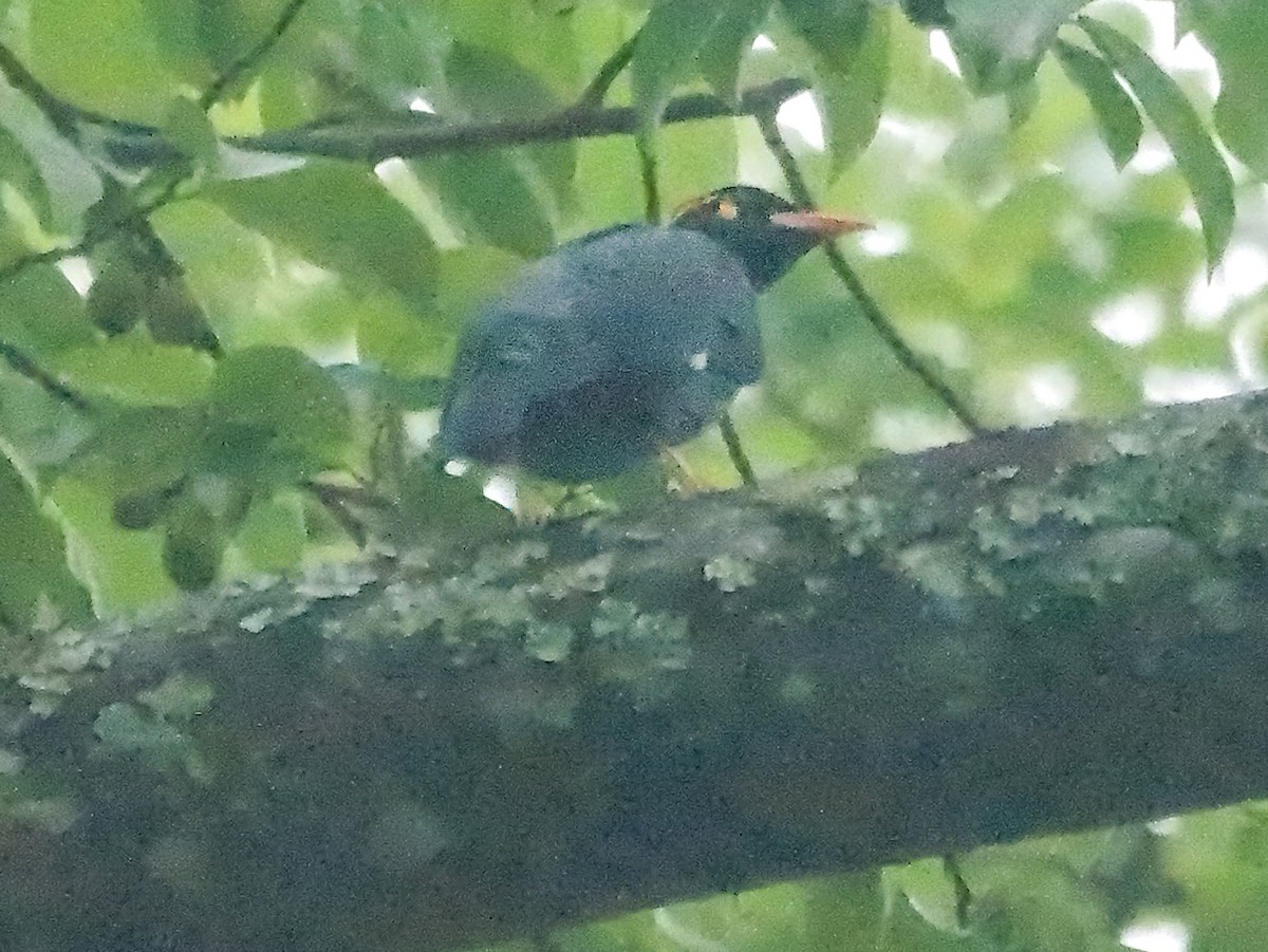 Southern Hill Myna - ML647884468