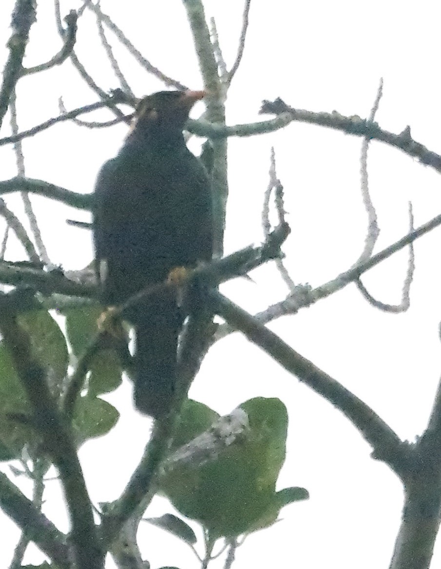 Southern Hill Myna - ML647884469