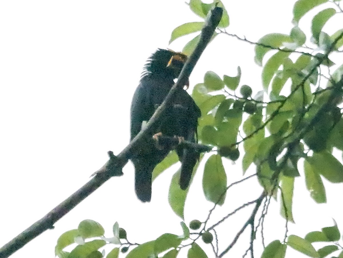 Southern Hill Myna - ML647884470