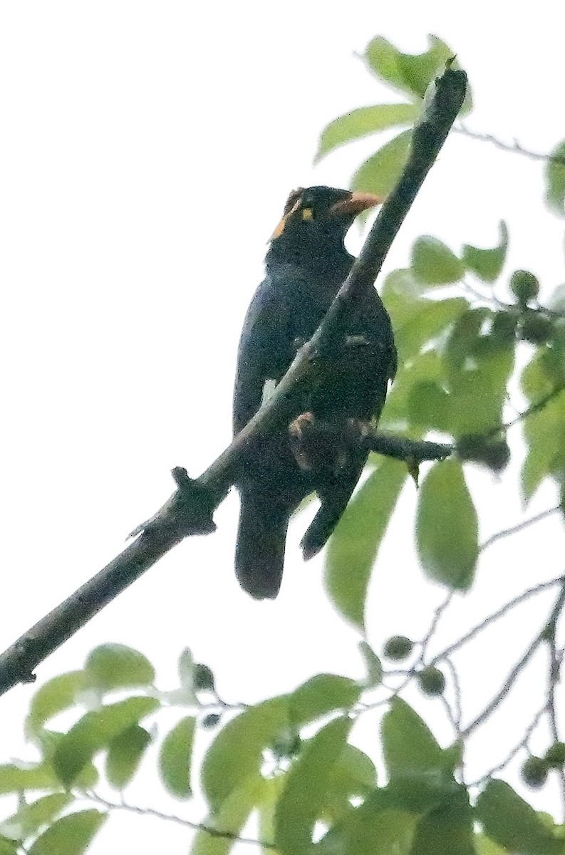 Southern Hill Myna - ML647884471