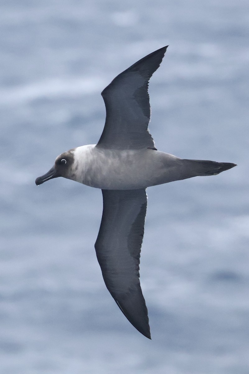 Graumantelalbatros - ML647884481
