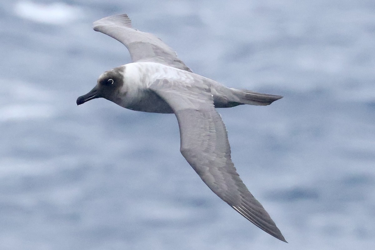 Graumantelalbatros - ML647884482