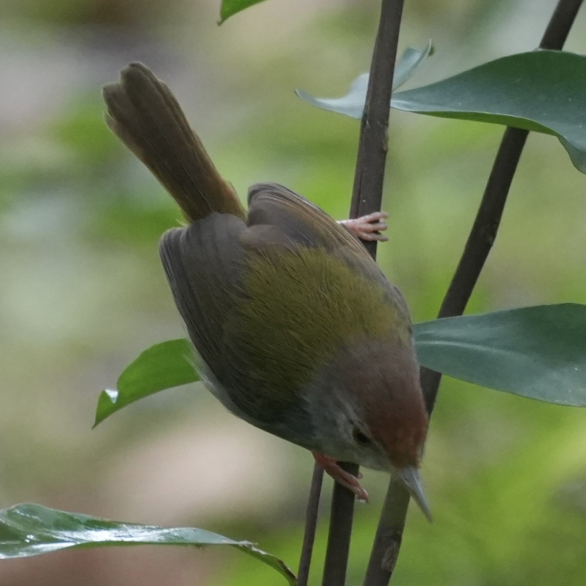 Common Tailorbird - ML647884505