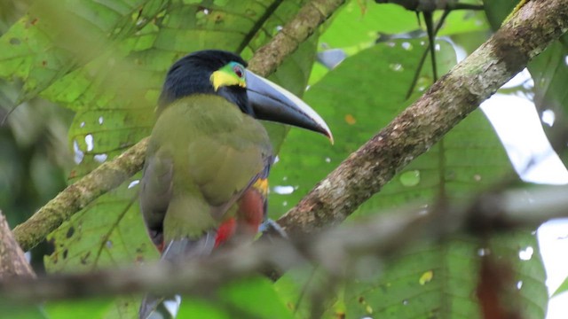 Yellow-eared Toucanet - ML647884506