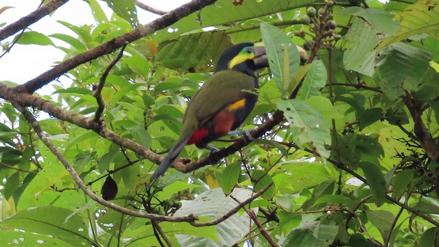 Yellow-eared Toucanet - ML647884507