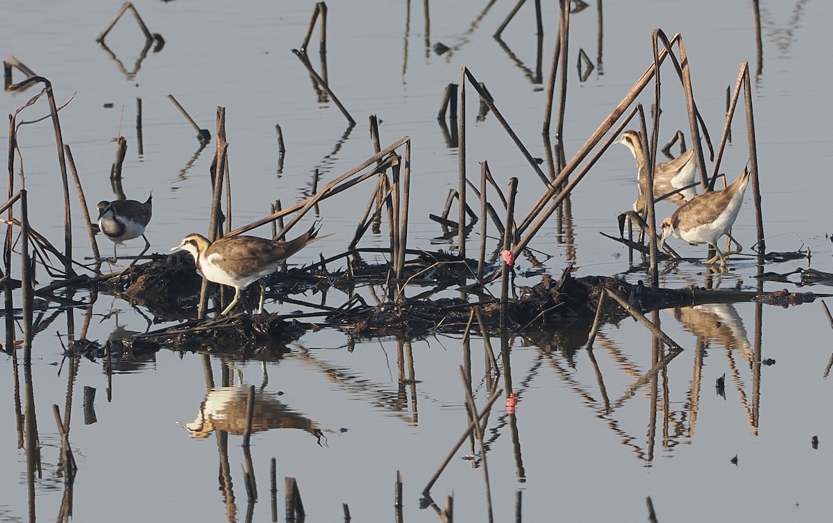 fasanbladhøne - ML647884517