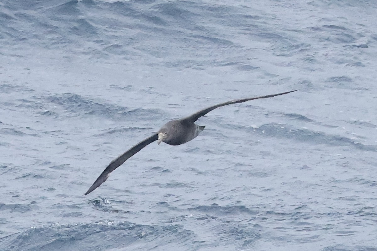 סערון-ענק דרומי - ML647884558