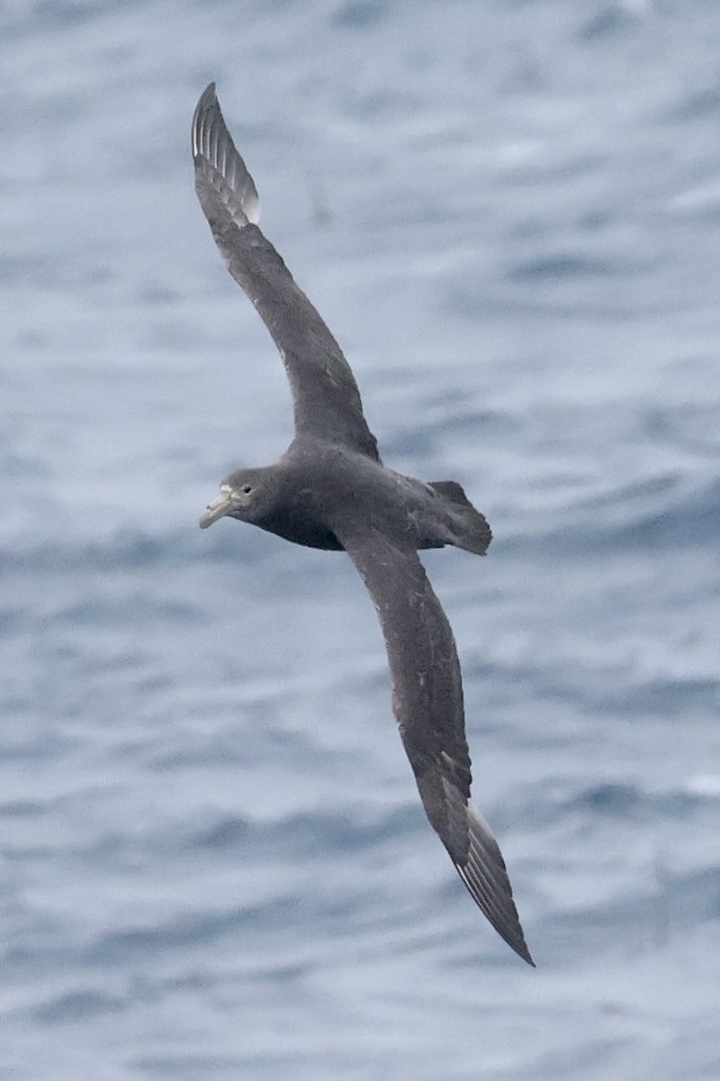 סערון-ענק דרומי - ML647884559