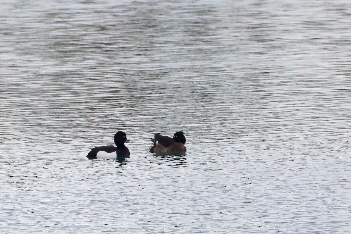 キンクロハジロ - ML647884577