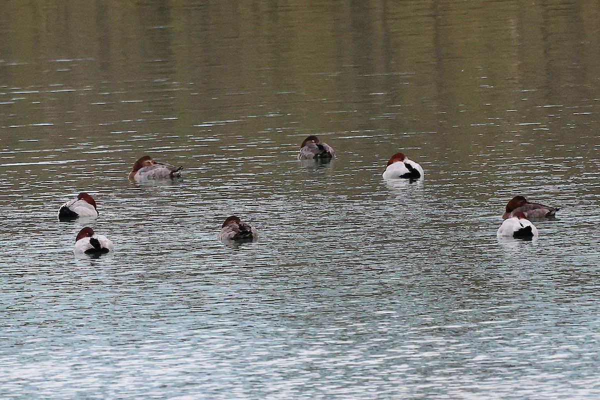 ホシハジロ - ML647884578