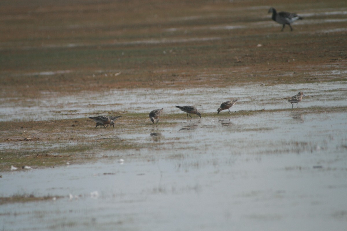 コオバシギ - ML647884579