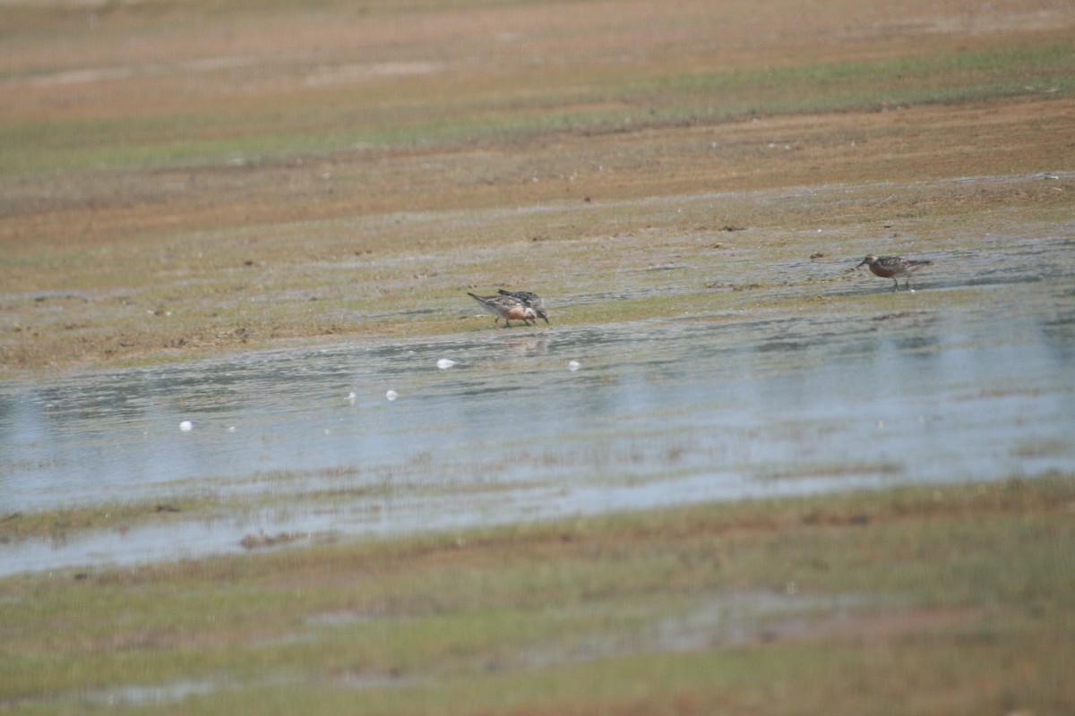 コオバシギ - ML647884580