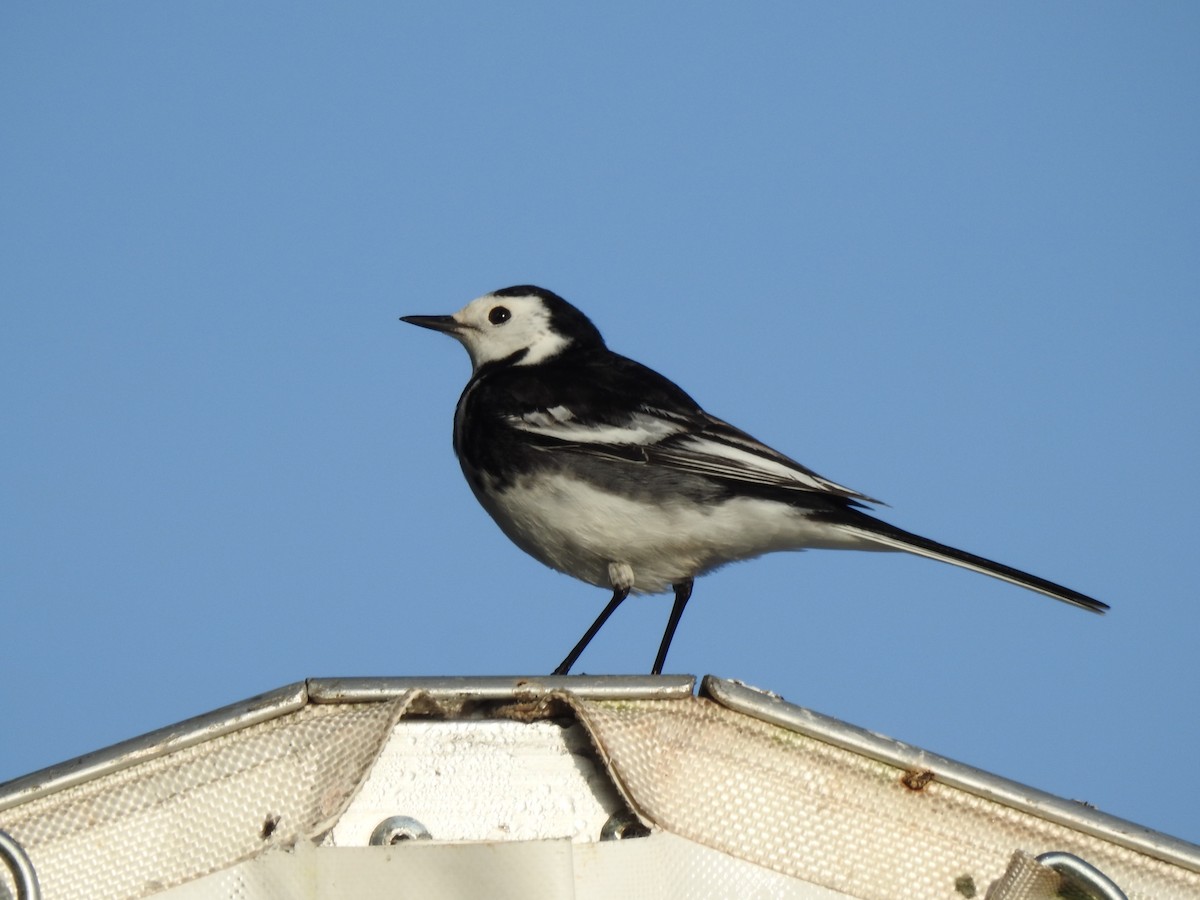 ハクセキレイ - ML647884581