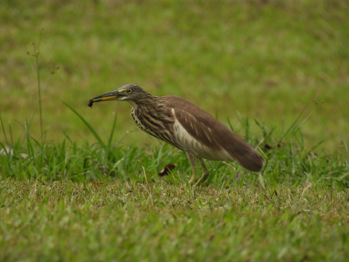 アカガシラサギ属 - ML647884582