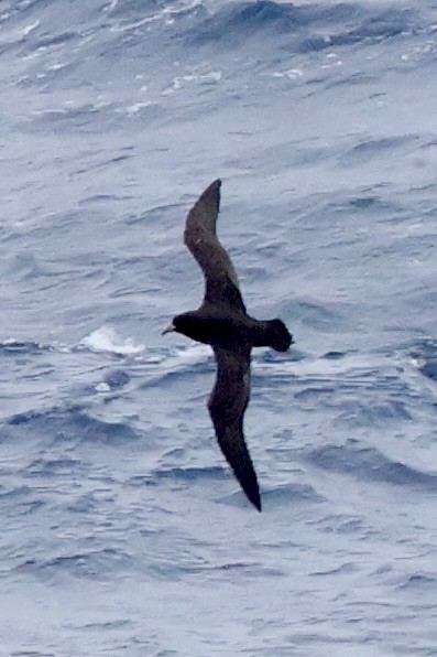 ノドジロクロミズナギドリ - ML647884583