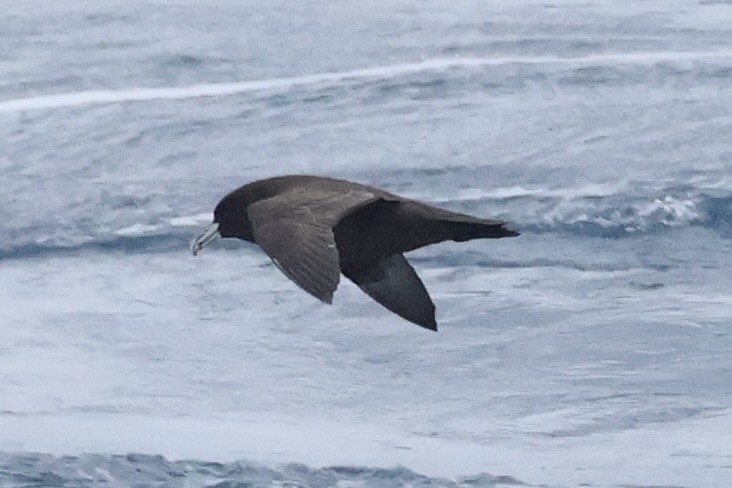 ノドジロクロミズナギドリ - ML647884584