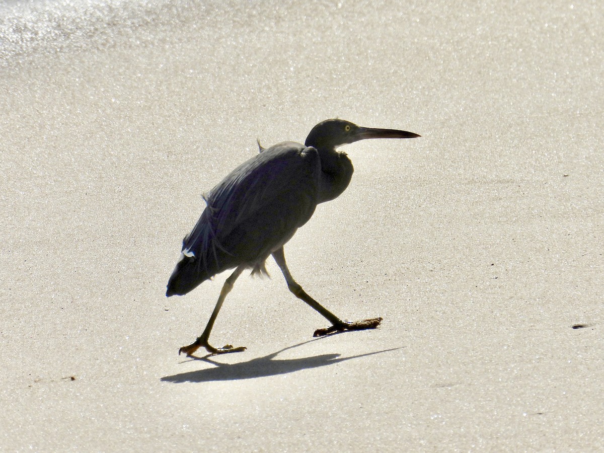 クロサギ - ML647884585