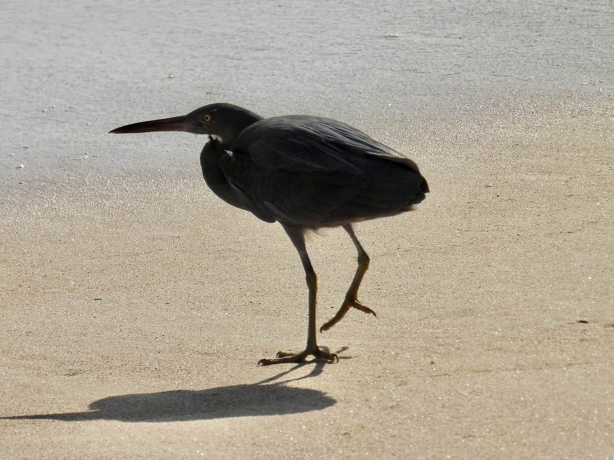 クロサギ - ML647884586