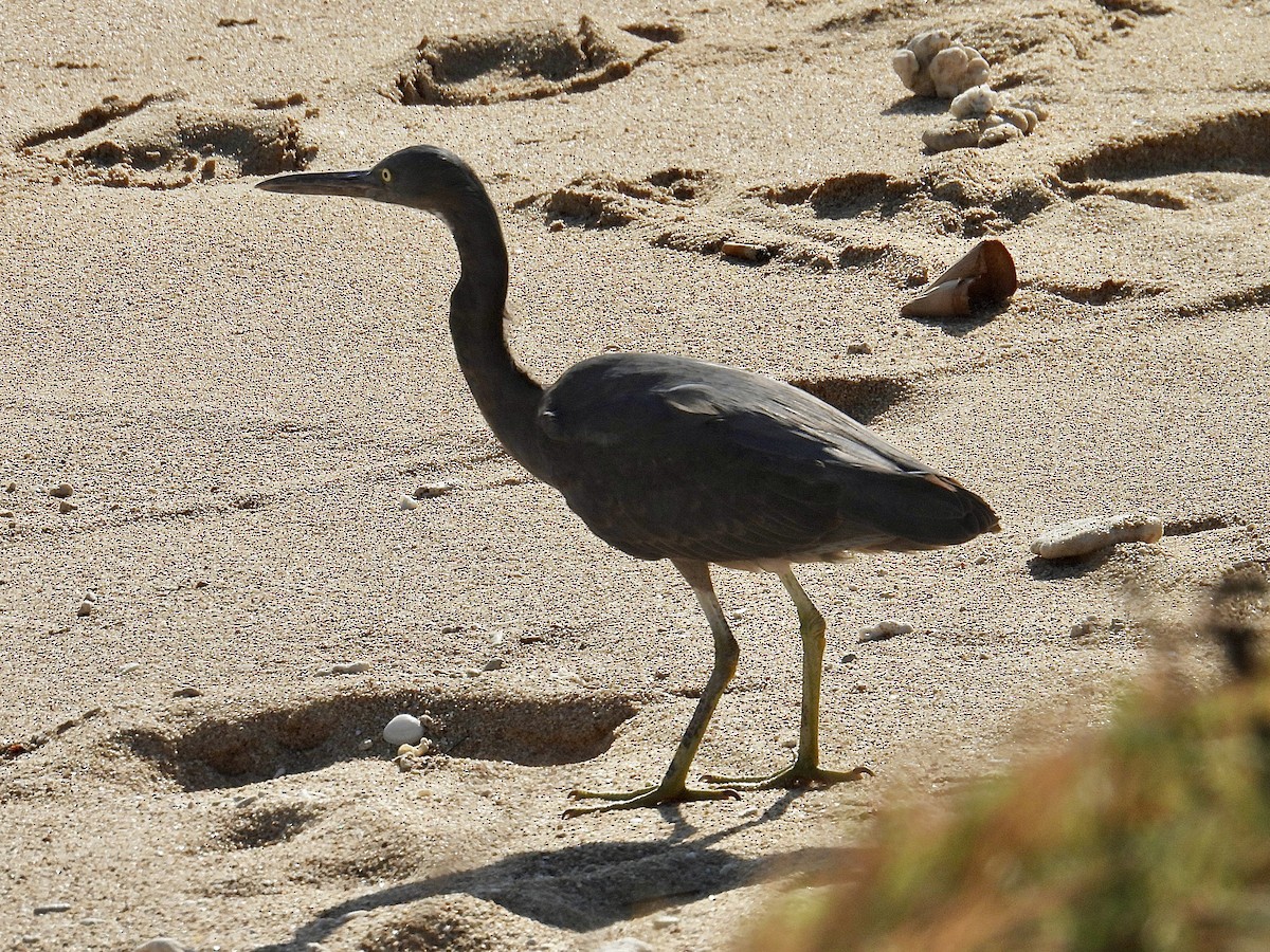 クロサギ - ML647884588