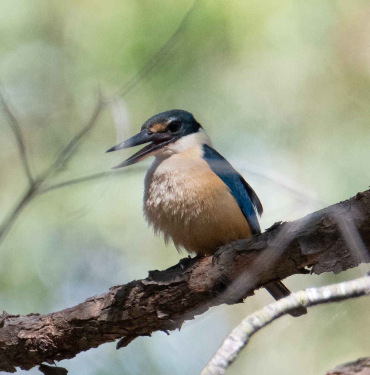 ヒジリショウビン - ML647884589