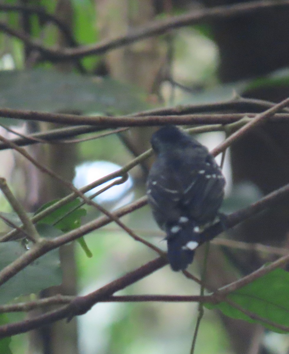 ニシハイイロアリモズ - ML647884590