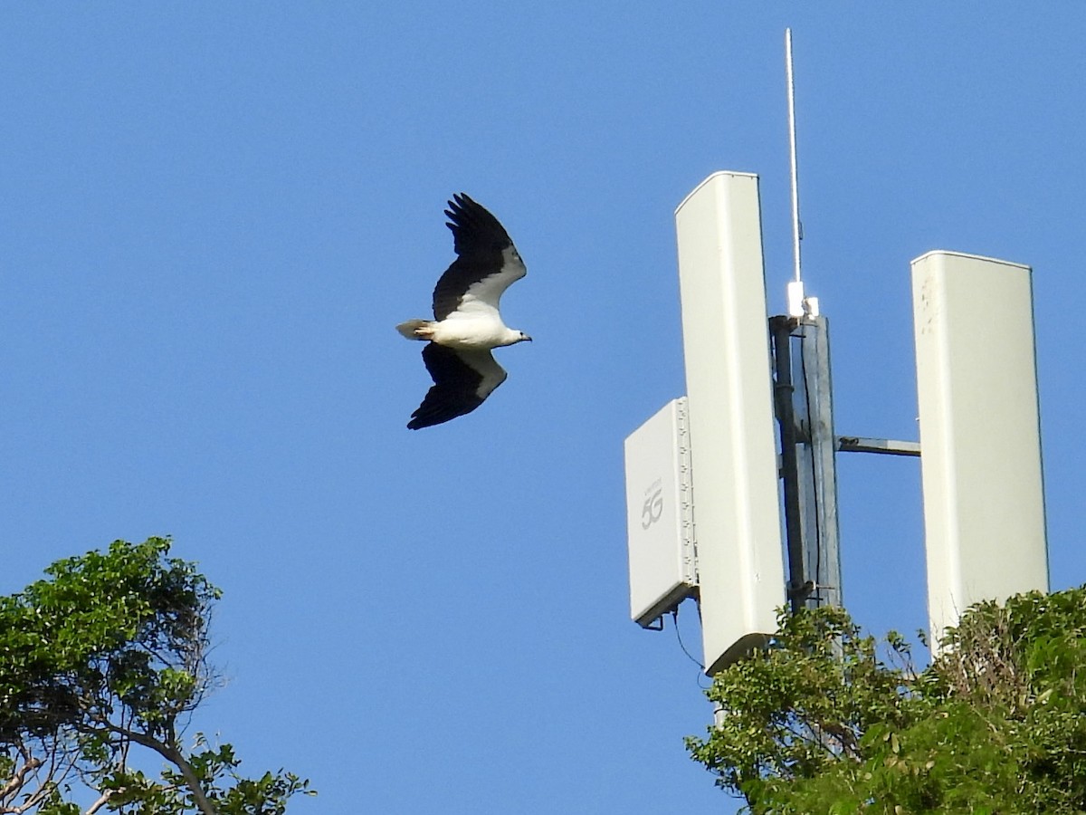 シロハラウミワシ - ML647884592