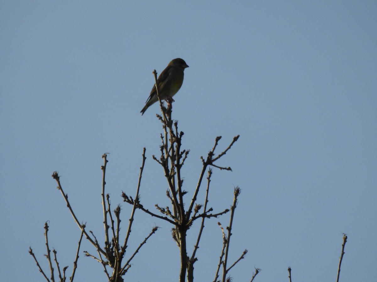 アオカワラヒワ - ML647884593