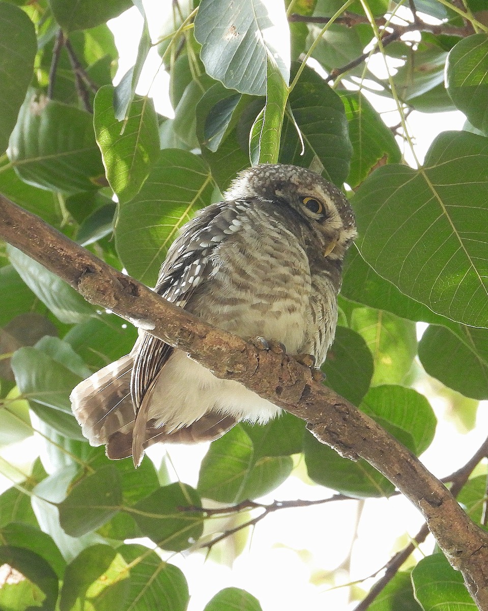 インドコキンメフクロウ - ML647884596