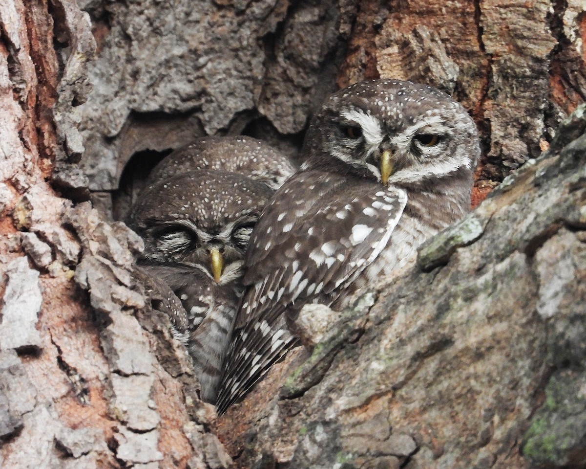 インドコキンメフクロウ - ML647884597