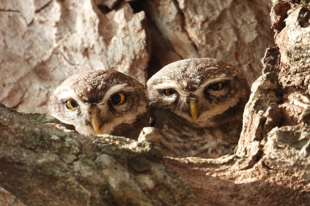 インドコキンメフクロウ - ML647884598