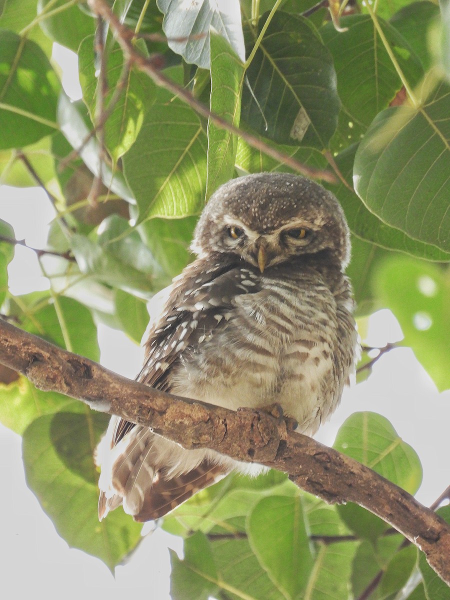 インドコキンメフクロウ - ML647884599