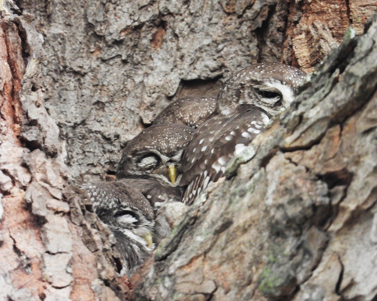 インドコキンメフクロウ - ML647884600