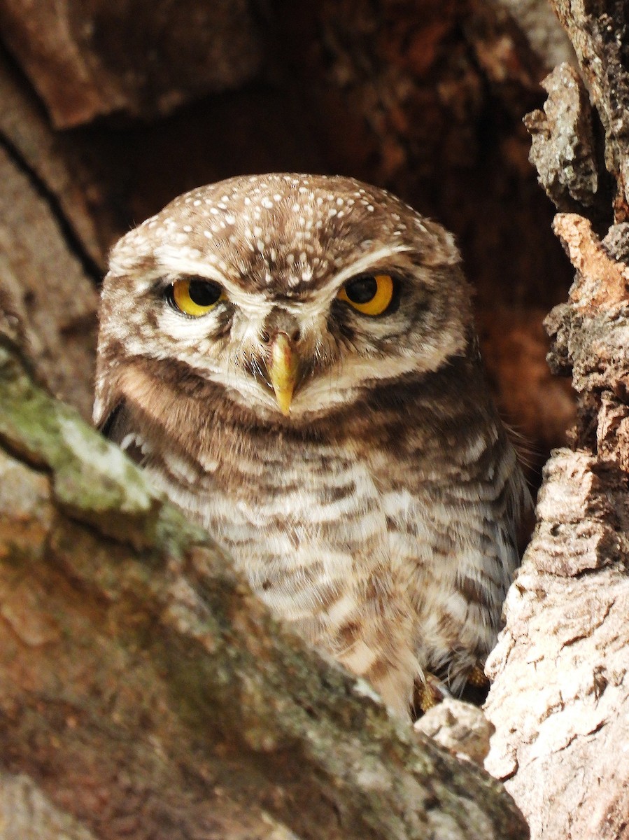 インドコキンメフクロウ - ML647884601